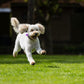 Zesty Zoomies