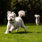 Zesty Zoomies